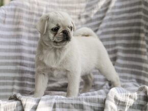 Photo of Brady