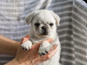 Photo of Brady