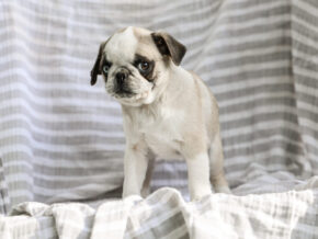 Photo of Brinley