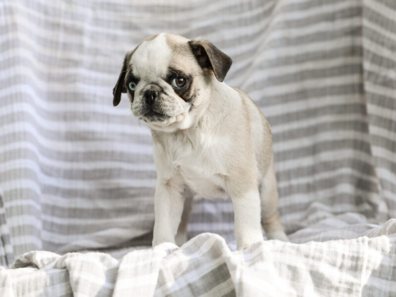 Brinley image
