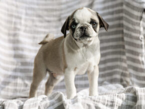 Photo of Brinley