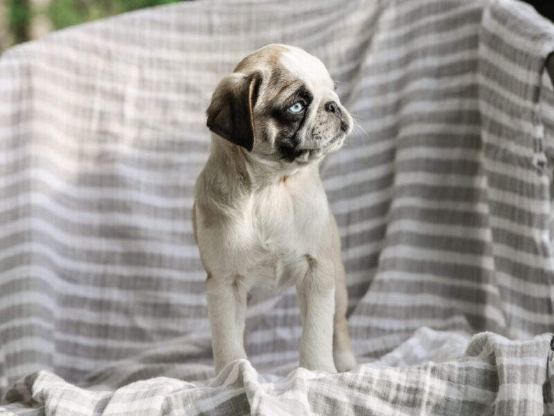 Brinley image