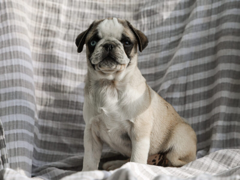Brinley image