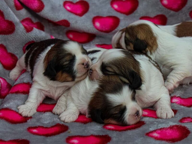 Charlie-Tiffany Lhasa Apso image