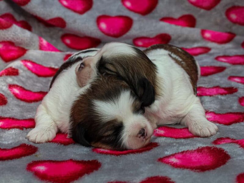 Charlie-Tiffany Lhasa Apso image