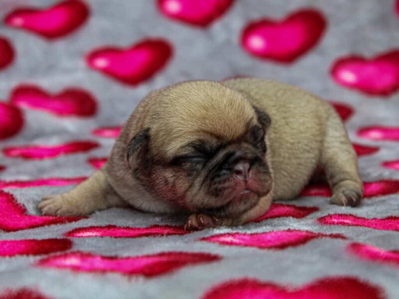 Duke-Mocha Pug image