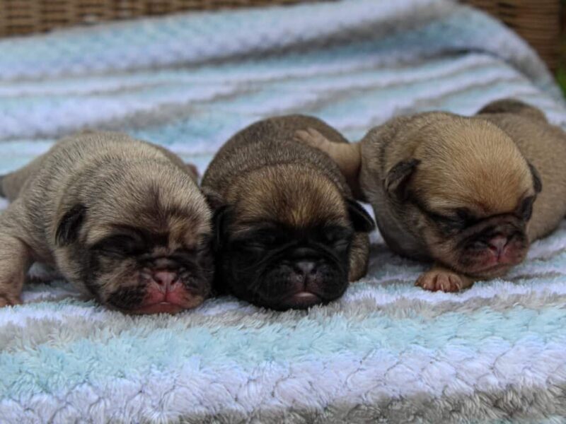 Duke-Mocha Pug image