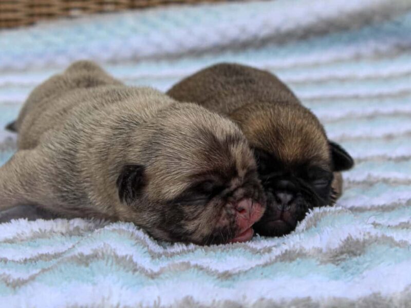Duke-Mocha Pug image