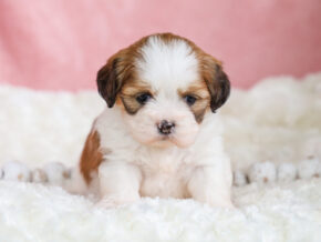 Photo of Trixie