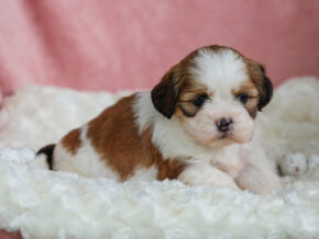 Photo of Trixie
