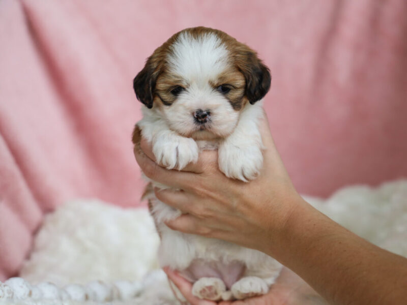 Trixie image