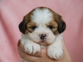 Photo of Trixie