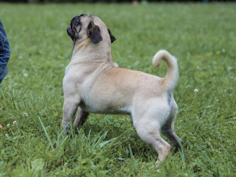 Mason, our Pug sire at Rocky Top Puppies in Kentucky.