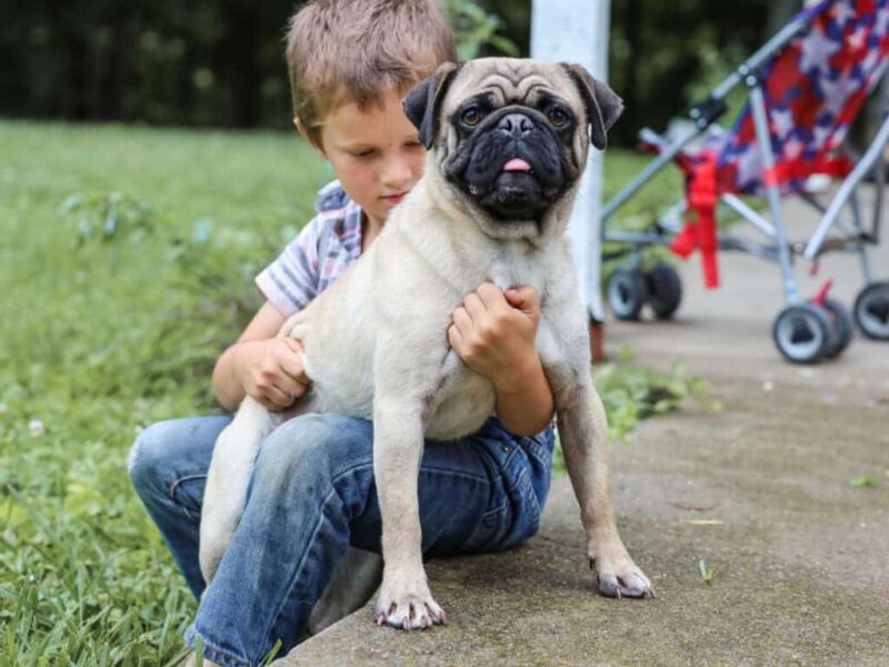 Mason, our Pug sire at Rocky Top Puppies in Kentucky.