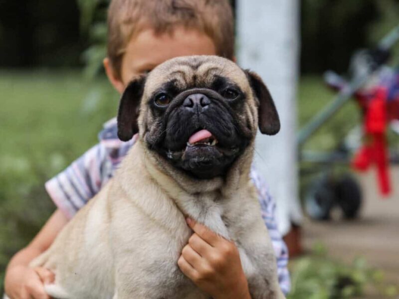 Mason, our Pug sire at Rocky Top Puppies in Kentucky.