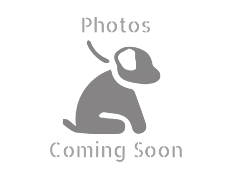 Trisha, a Lhasa Apso puppy at Rocky Top Puppies in Kentucky.