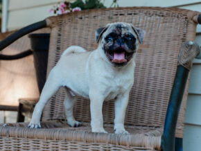 Photo of Mervin