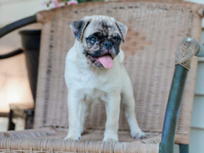 Photo of Mervin