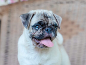 Photo of Mervin