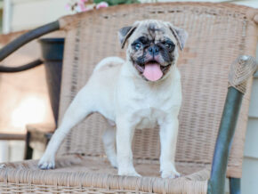 Photo of Mervin