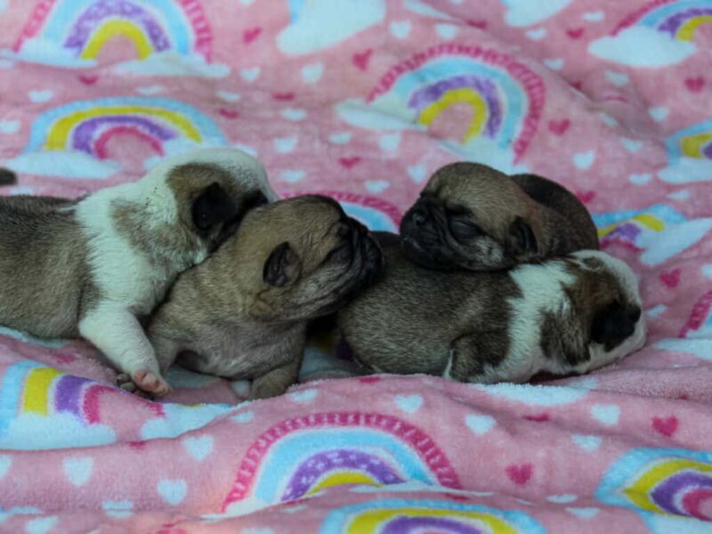 Bron-Shayna Pug image