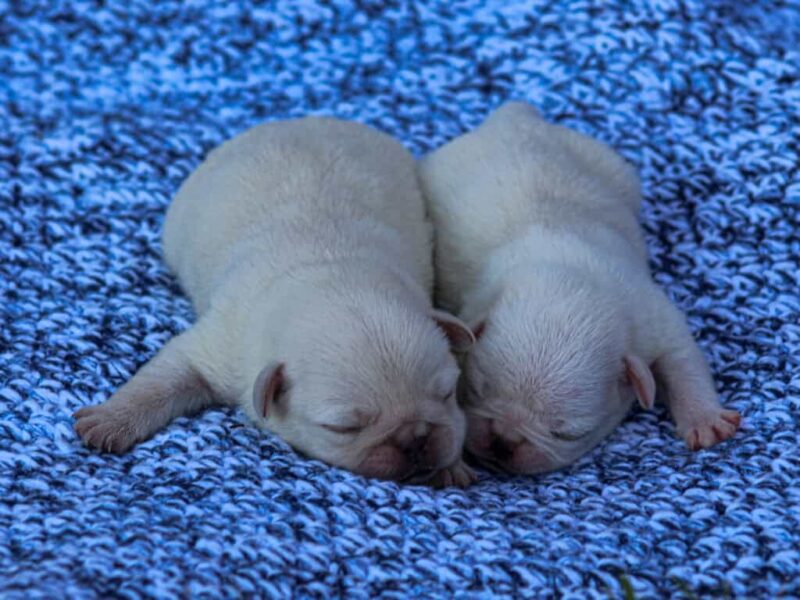 Bron-Shayna Pug image