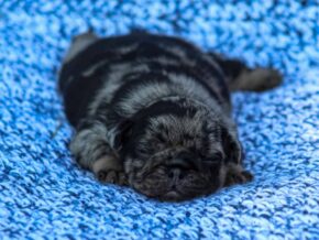 Photo of Banjo