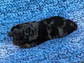 Photo of Banjo