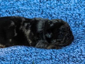 Photo of Banjo