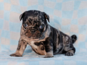 Photo of Beau