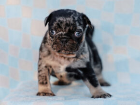 Photo of Beau
