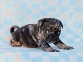 Photo of Beau