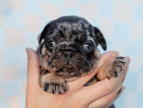 Photo of Beau