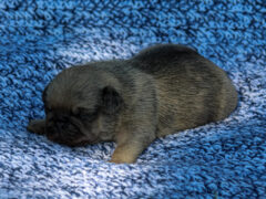 Photo1 for Bubba