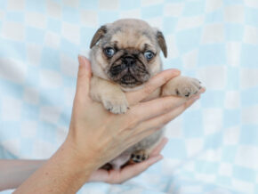 Photo of Bubba