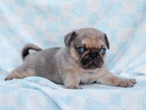 Photo of Bubba