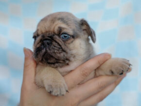 Photo of Bubba