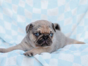 Photo of Bubba