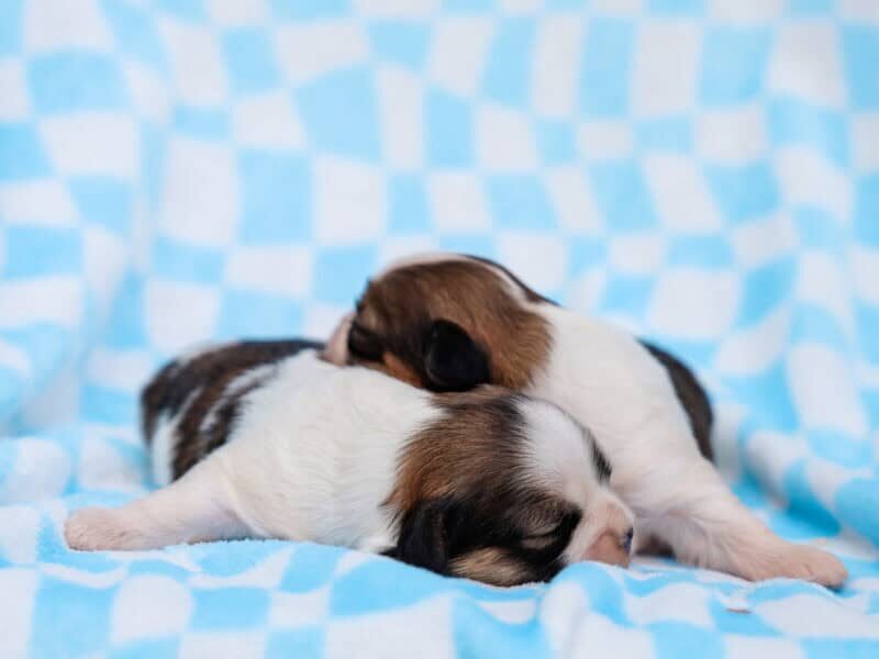 Charlie-Tiffany Lhasa Apso image
