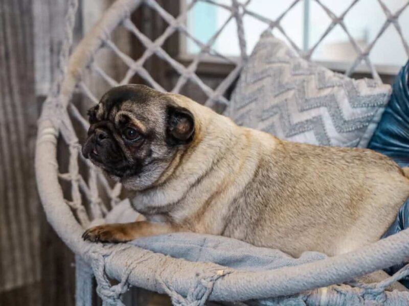 Cali, our Pug dam in Kentucky.