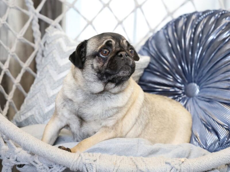 Cali, our Pug dam in Kentucky.