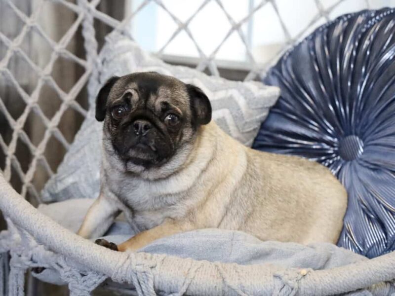 Cali, our Pug dam in Kentucky.