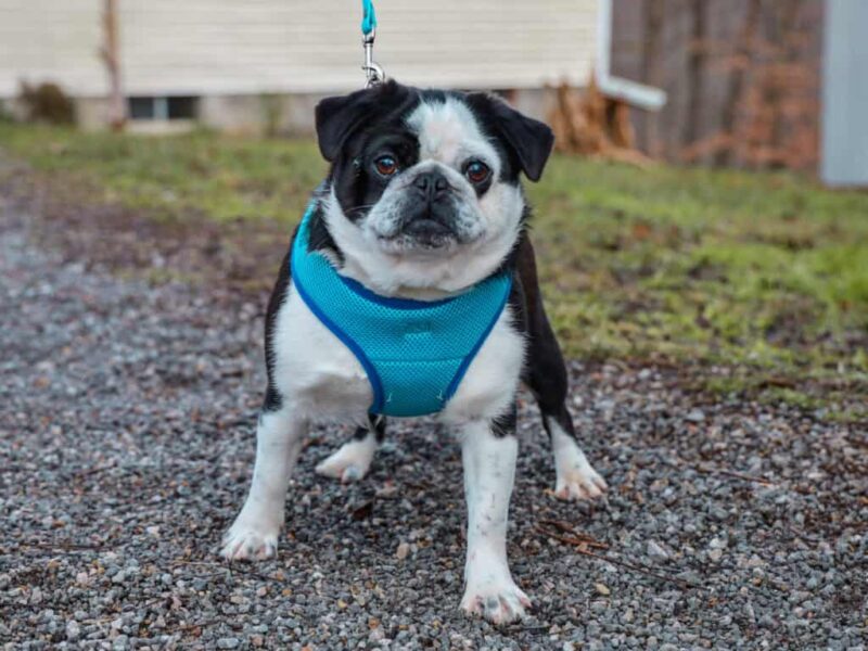 Lily, our Pug dam in Kentucky.