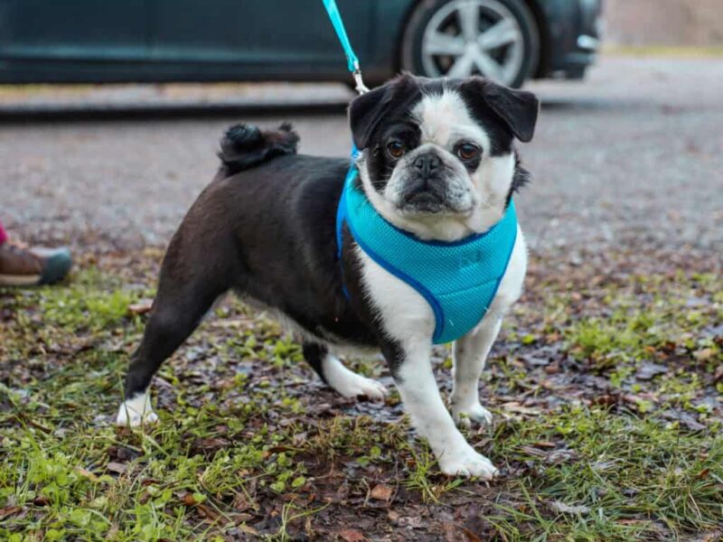 Lily, our Pug dam in Kentucky.