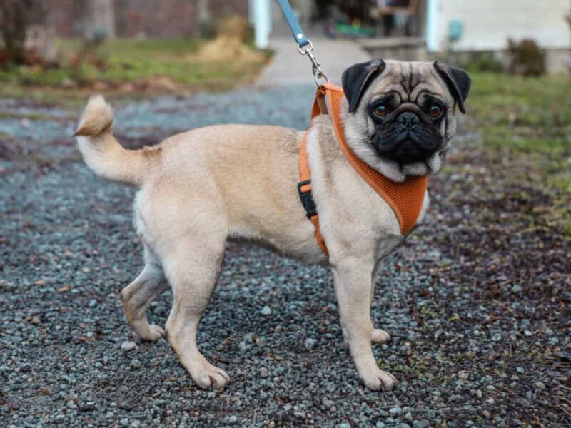Serena, our Pug dam in Kentucky.