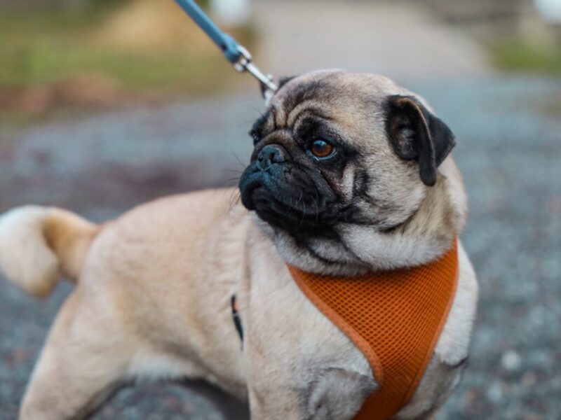 Serena, our Pug dam in Kentucky.