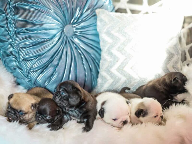 Mason-Lily Pug image