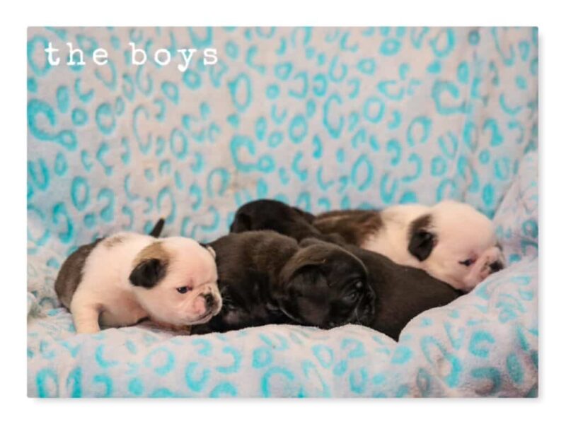 Mason-Lily Pug image