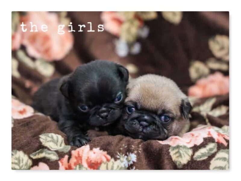 Mason-Lily Pug image