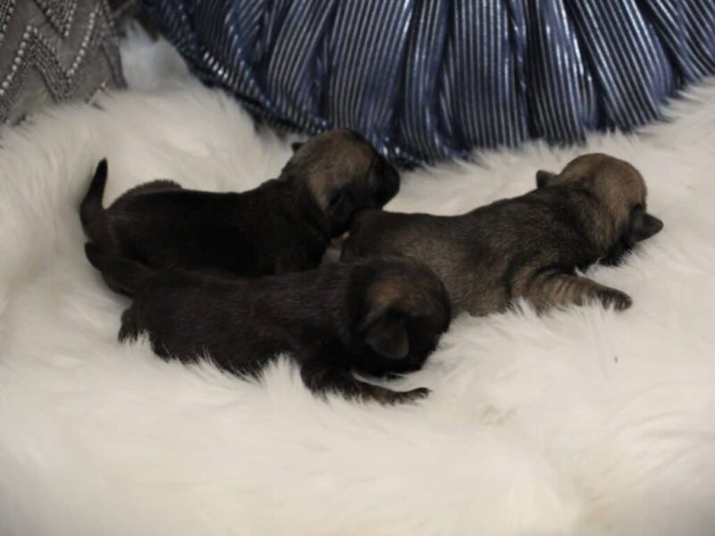 Mason-Cali Pug image